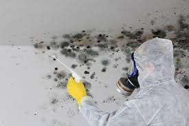 Why You Should Choose Our Mold Remediation Services in Clifton, CO